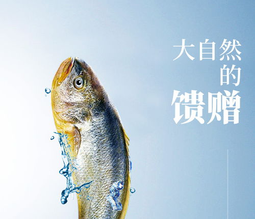 溫州特產(chǎn)冰鮮黃魚0.7 0.9斤 條的6條